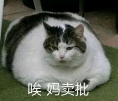 胖猫谭竹事件爆料吃瓜,揭秘娱乐圈背后的惊人真相