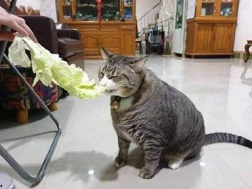 胖猫谭竹事件爆料吃瓜,揭秘娱乐圈背后的惊人真相