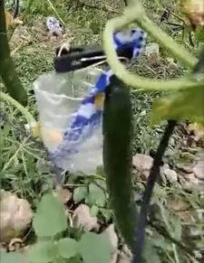 凉山吃瓜爆料事件真相,揭秘背后真相与反思